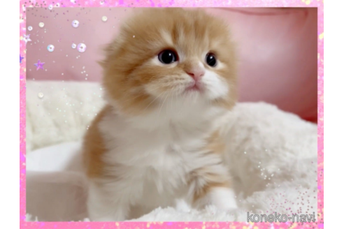 成約済の愛媛県のスコティッシュフォールド(折れ耳)-74971の5枚目